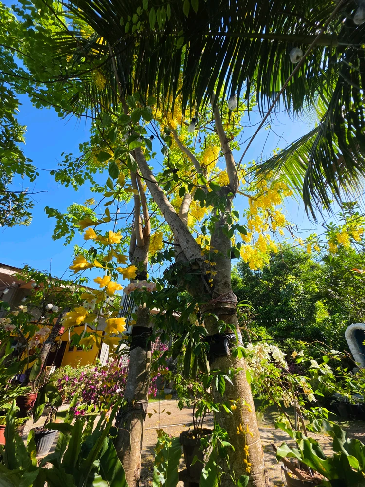 Imej dimuat naik oleh Cehlihnah