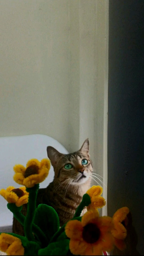 Гіфку завантажив Rose