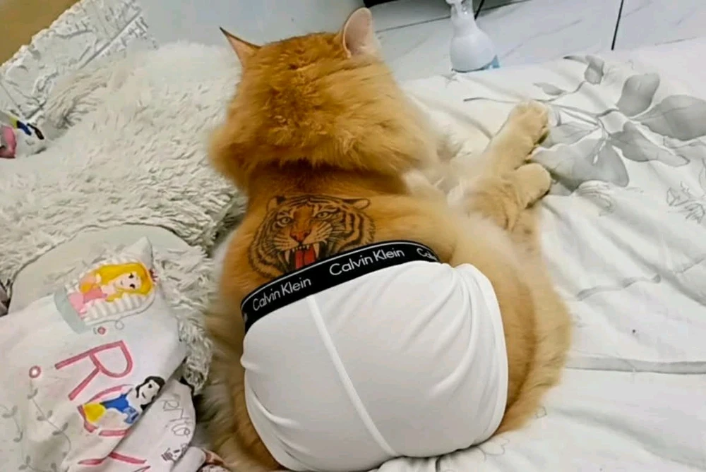 GIF diunggah ku Sissy Kitty