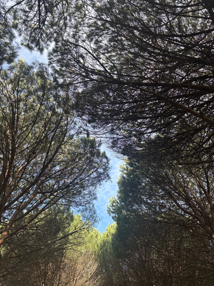 Image uploaded by Likho