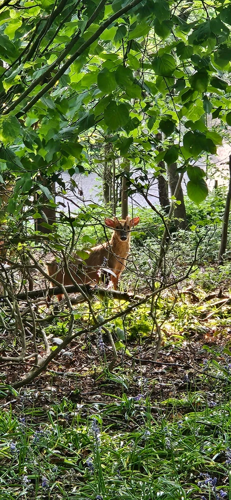 GIF hochgeladen von Siobhan