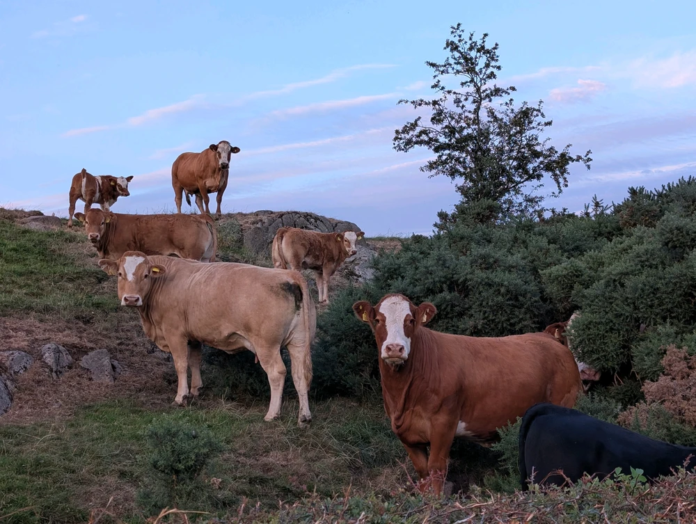 GIF pujat per Graeme