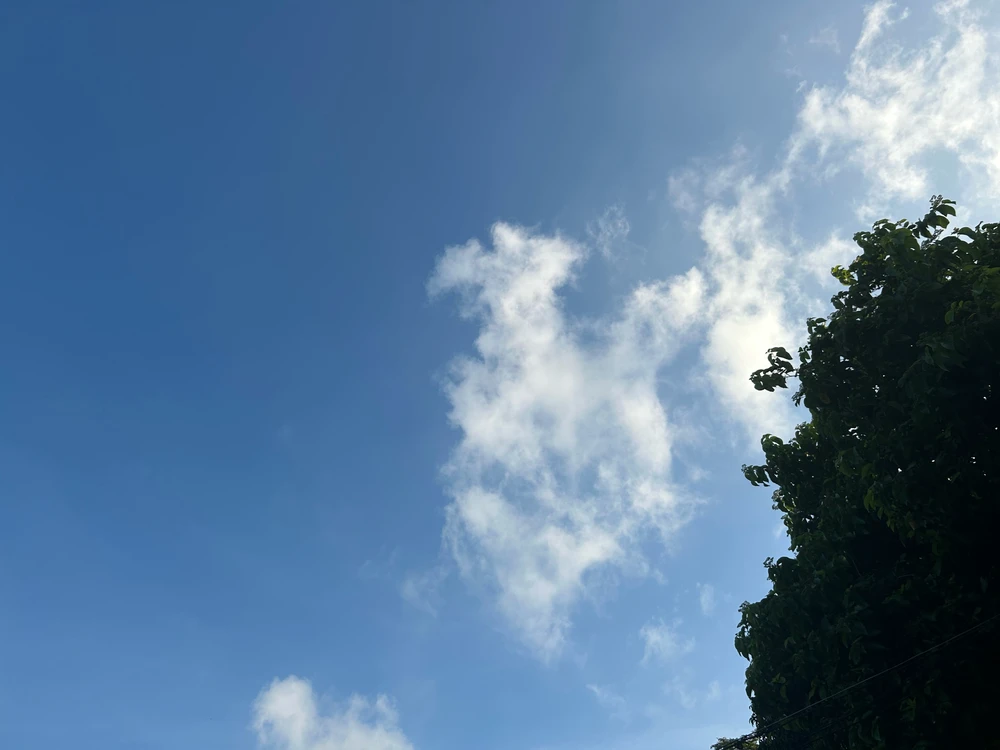 GIF nahrál Ivy