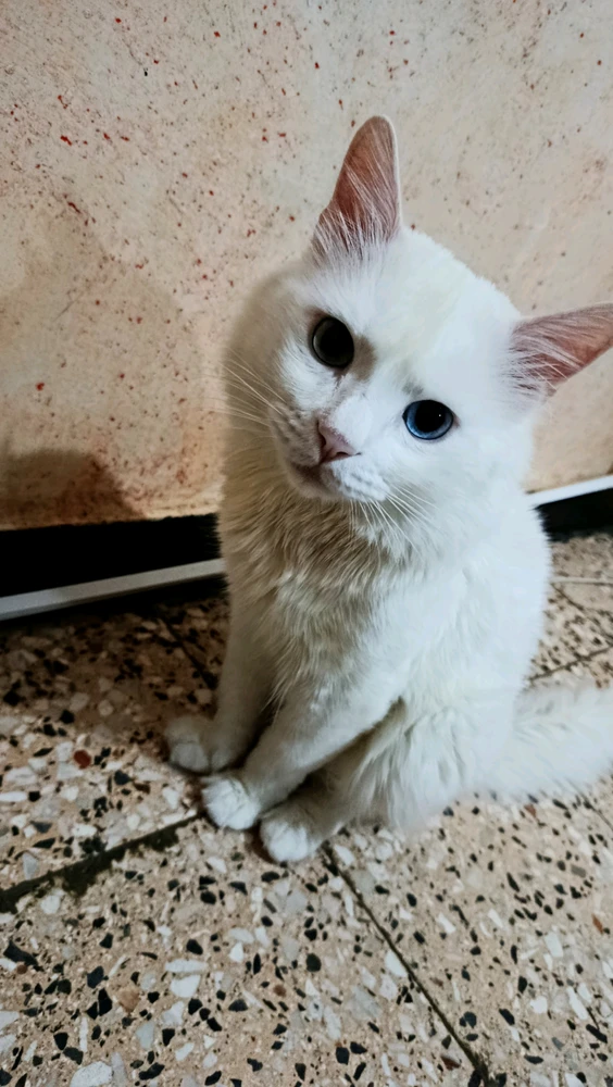 GIF uploaded by Kun iheb