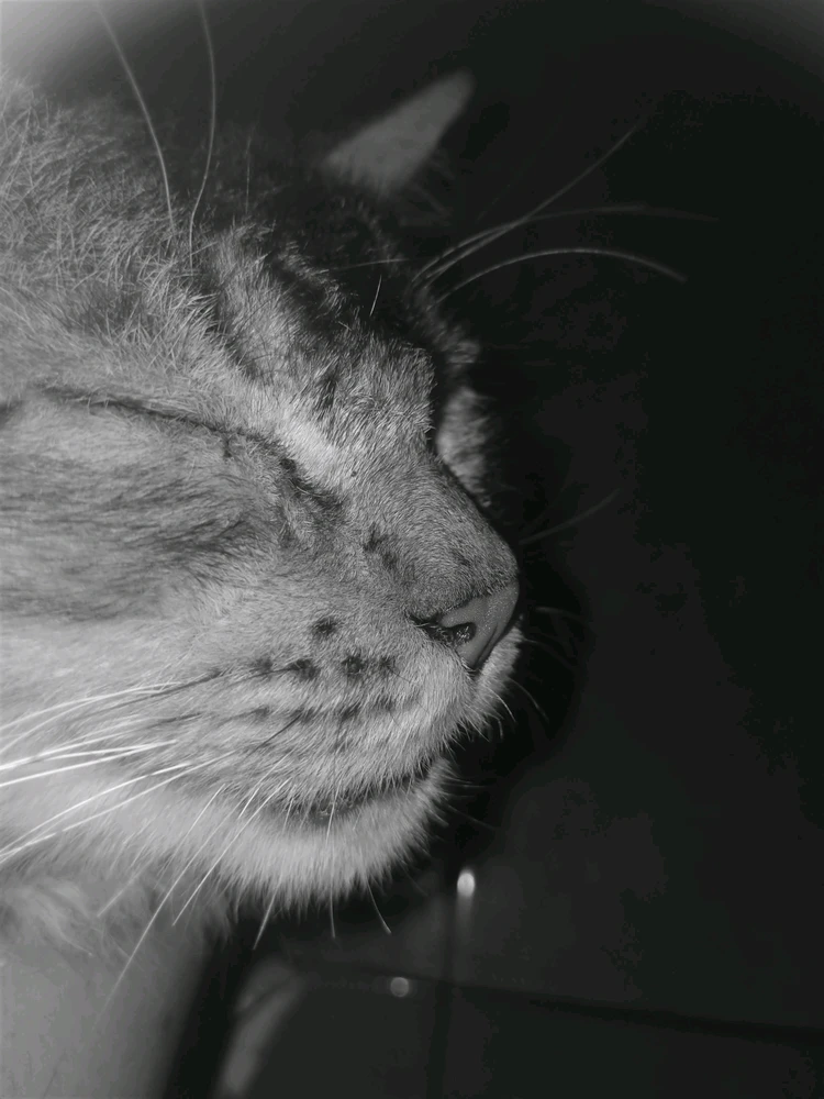 GIF uploaded by e