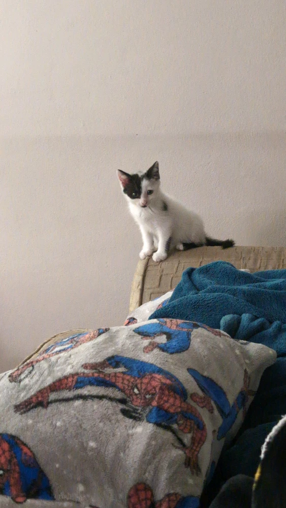 GIF eropgeluede vum TJ