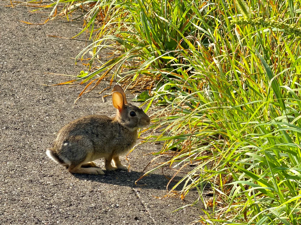 Rabbit on edge of path