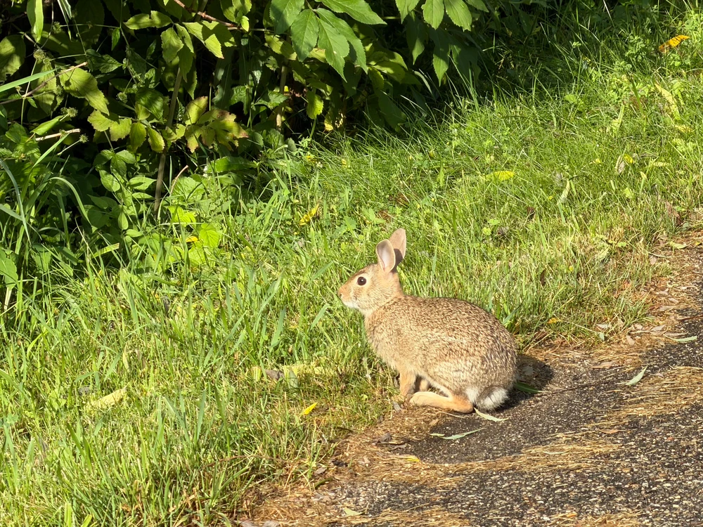 Rabbit on edge of path