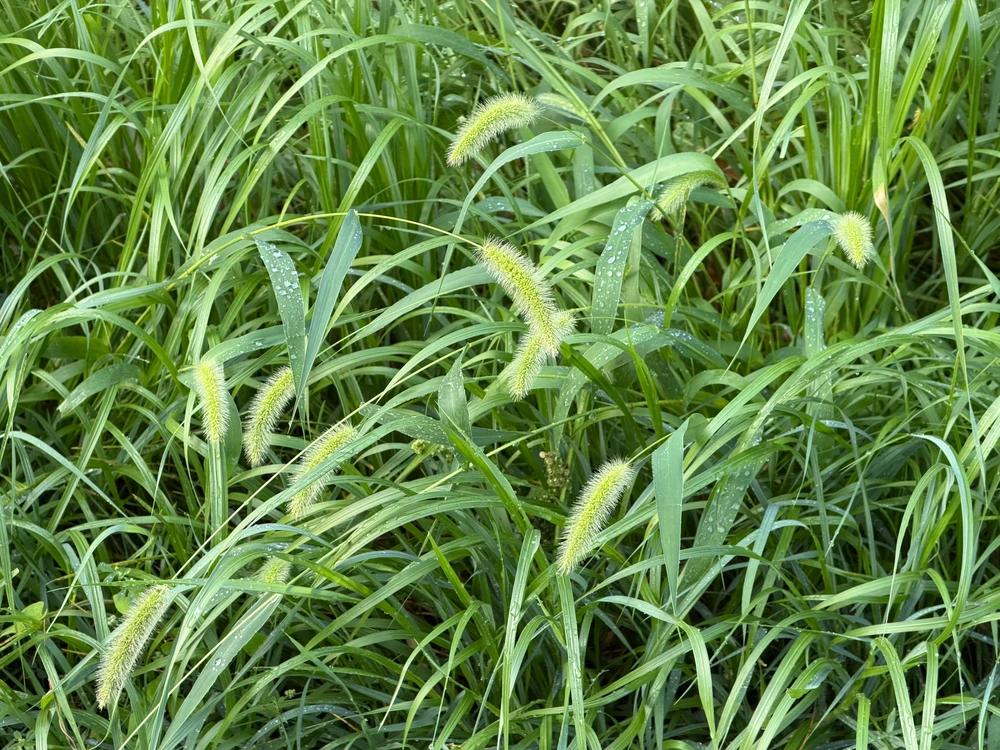 Some pretty grass