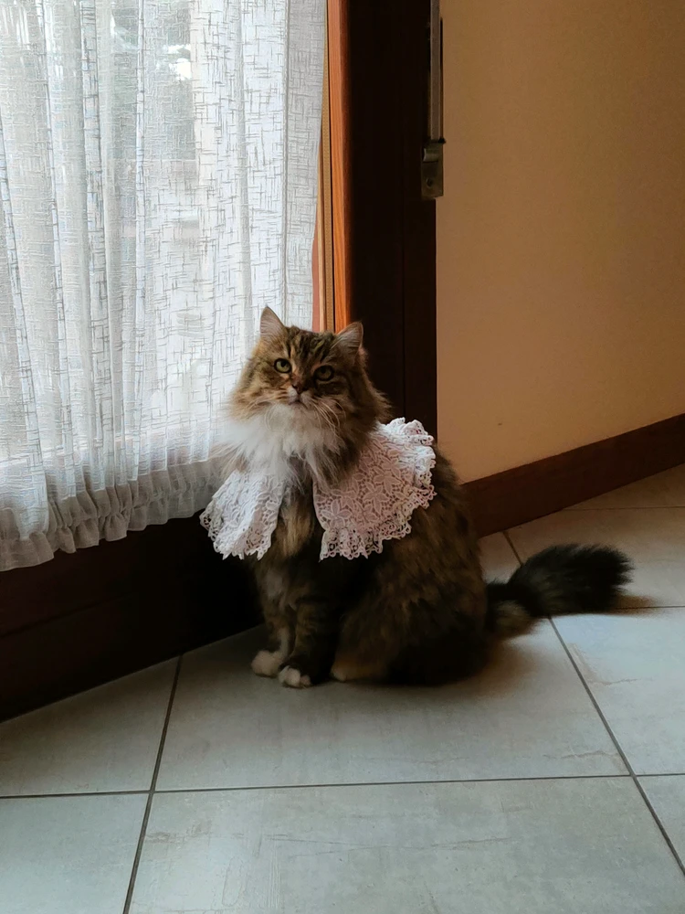 GIF yakaiswa naPaju