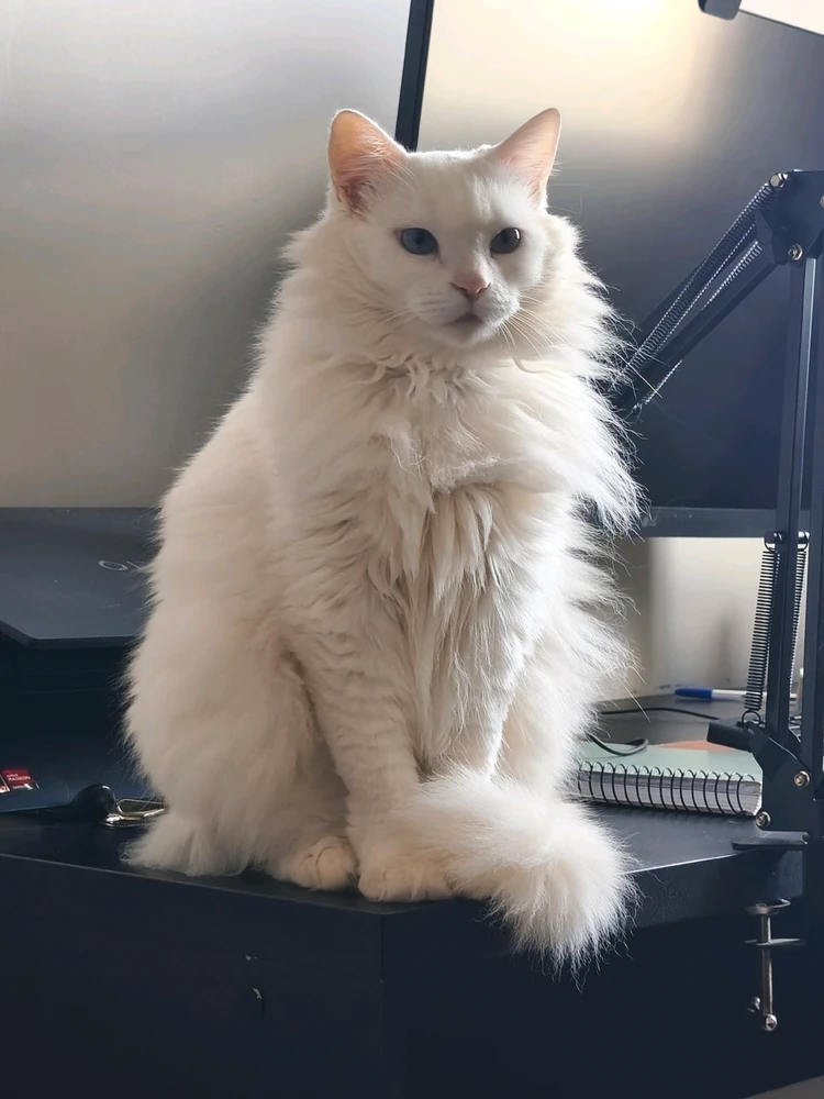 GIF Calebe tərəfindən yükləndi