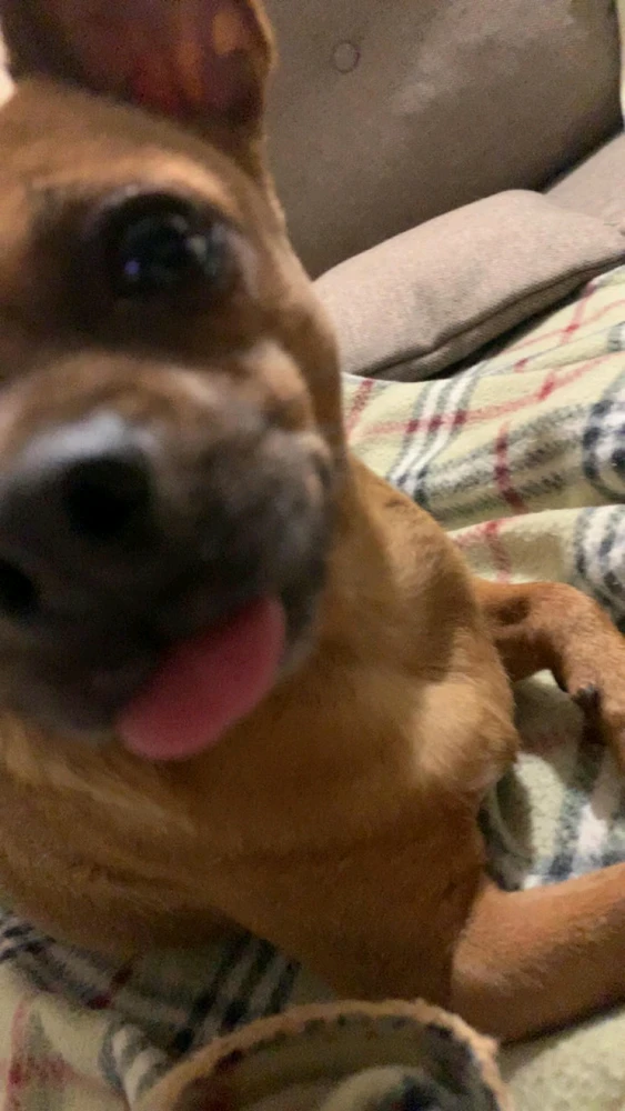 Rozalia йөкләгән GIF