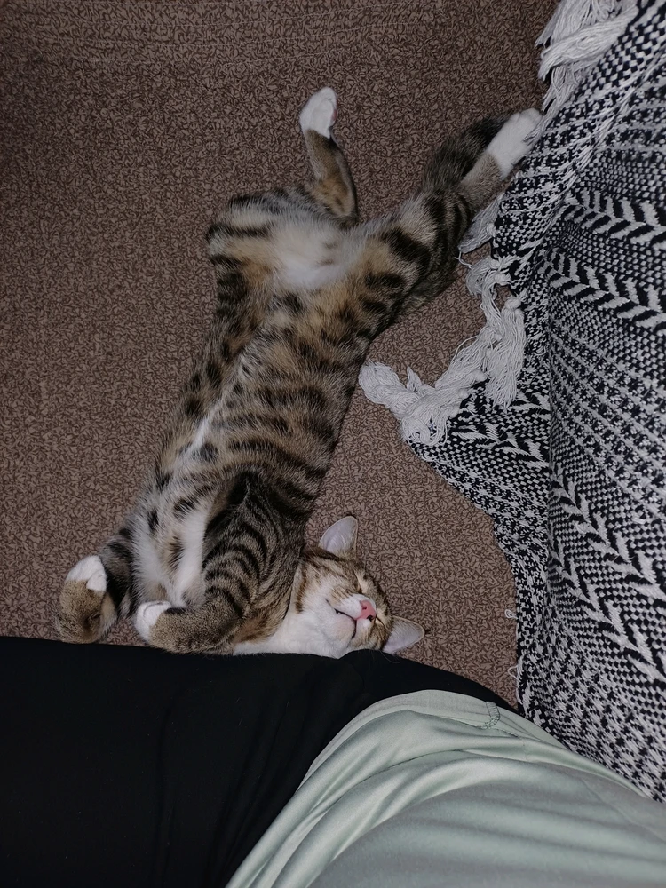 Bild hochgeladen von Katt