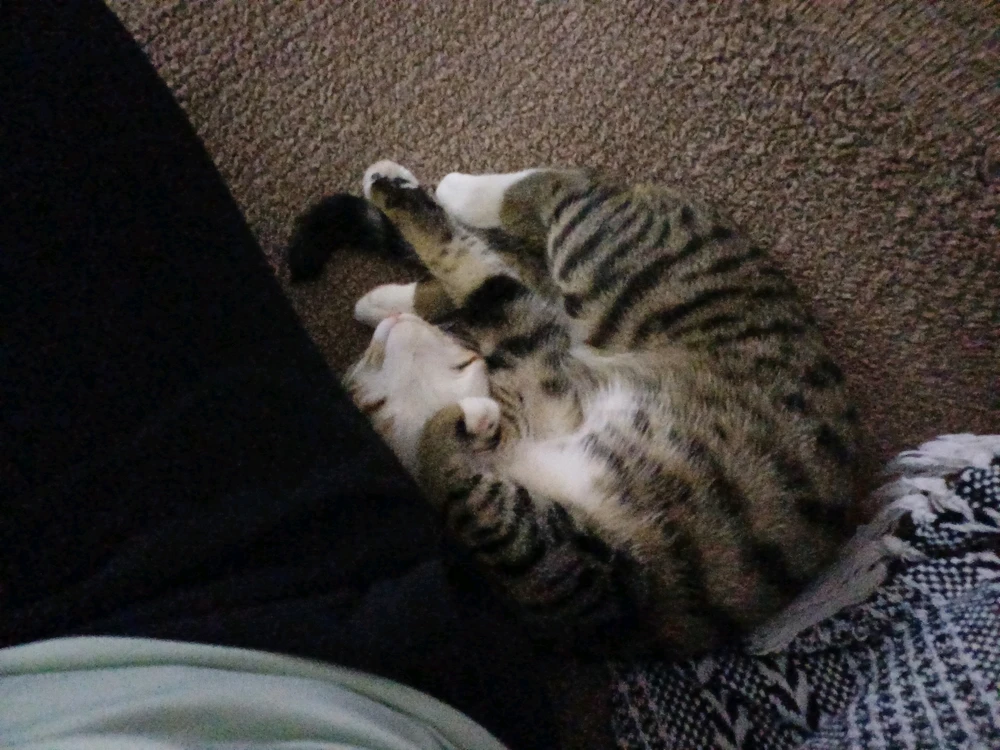 Bild hochgeladen von Katt