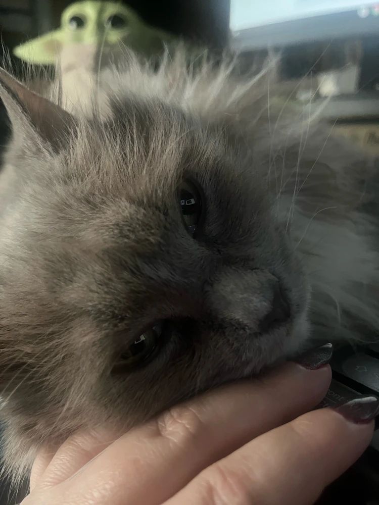 GIF hochgeladen von Sylvia