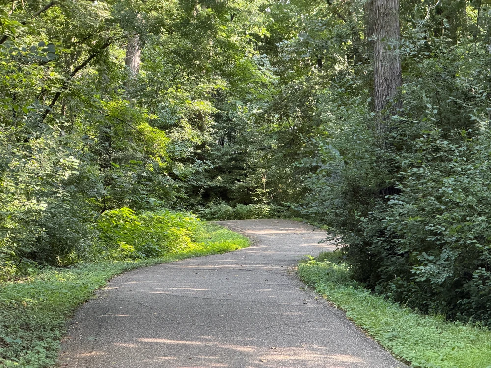 A path surrounded by trees