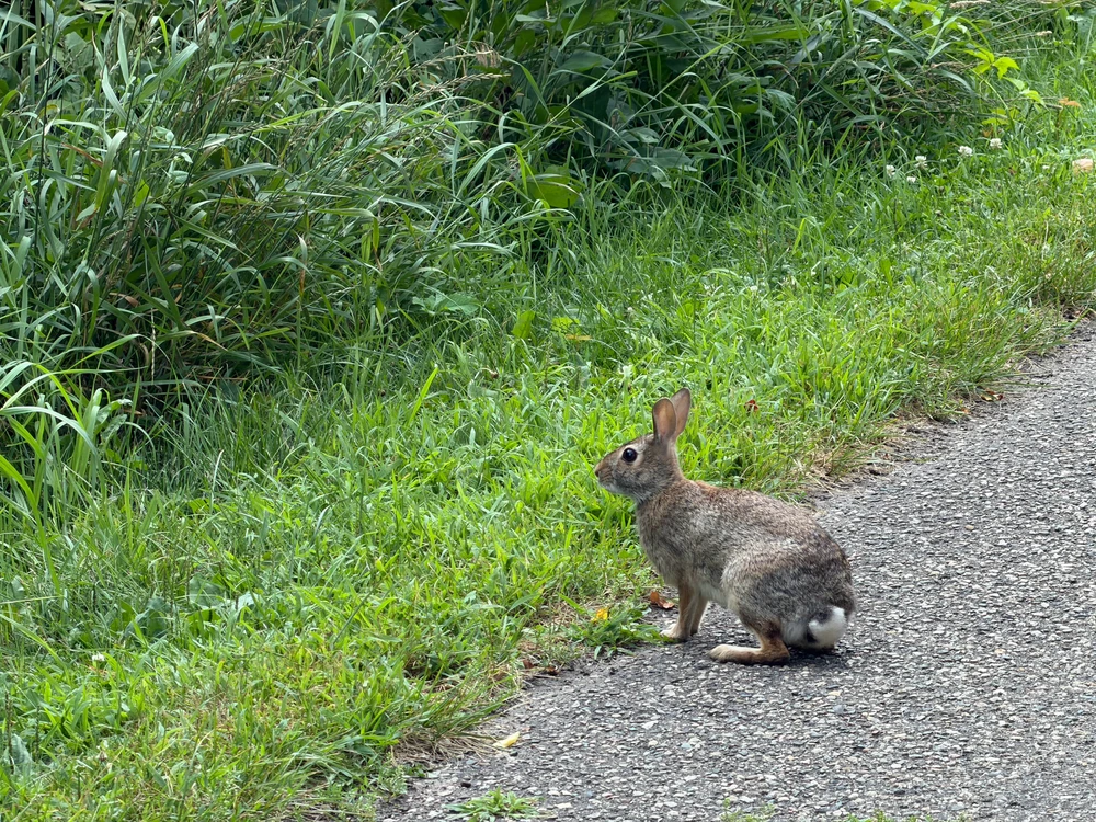 A bunny on the side of a path