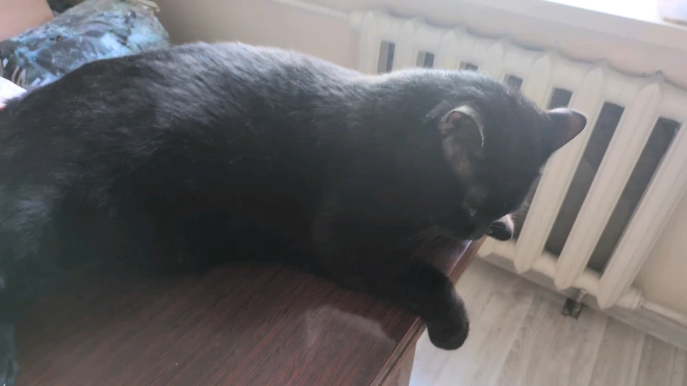 GIF ajouté par Katerina