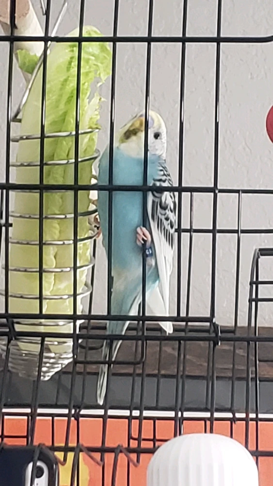 GIF được JOSEPH HARLEY L tải lên