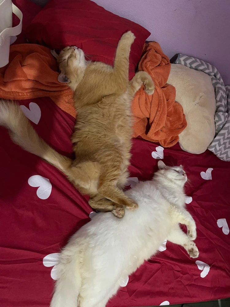 GIF uploaded by Ana Mawaddah