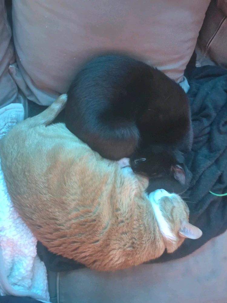 GIF uploaded by Lex