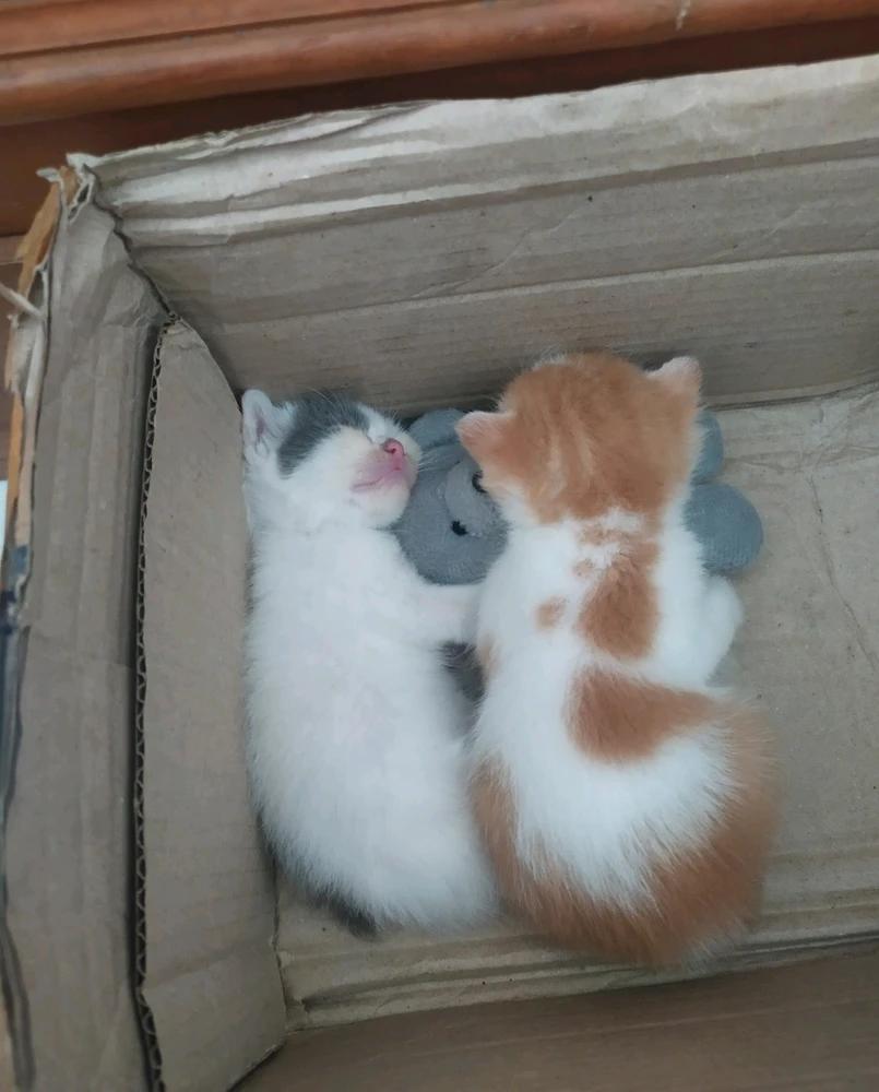 GIF uploaded by Ivon