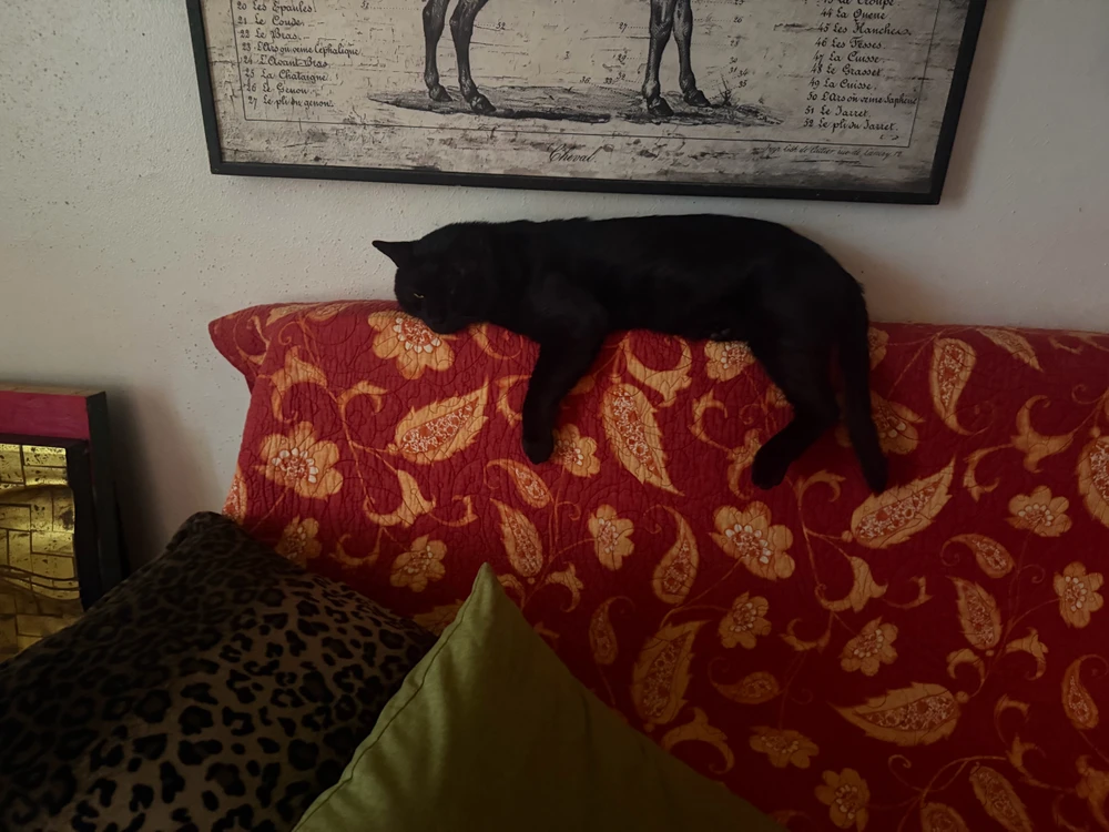 GIF uploaded by Piper