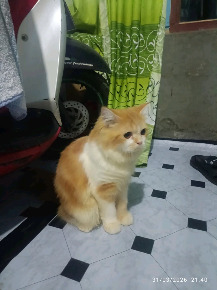 I whakaekea e Wulan