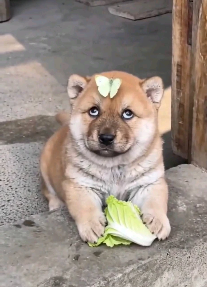 GIF enviado por Kan Unique(⁠≧⁠▽⁠≦⁠)カンイヤー