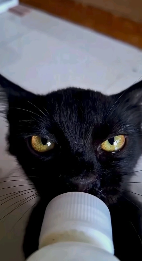 GIF загружаны Archy