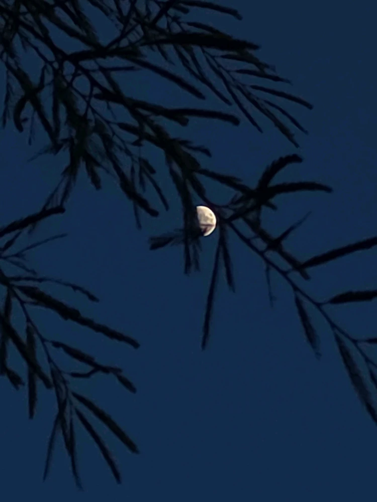 Image uploaded by Cehlihnah