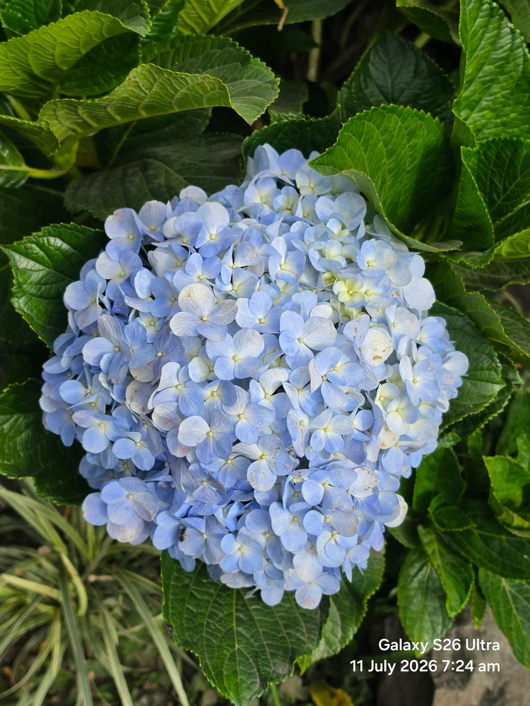 Image uploaded by Cehlihnah