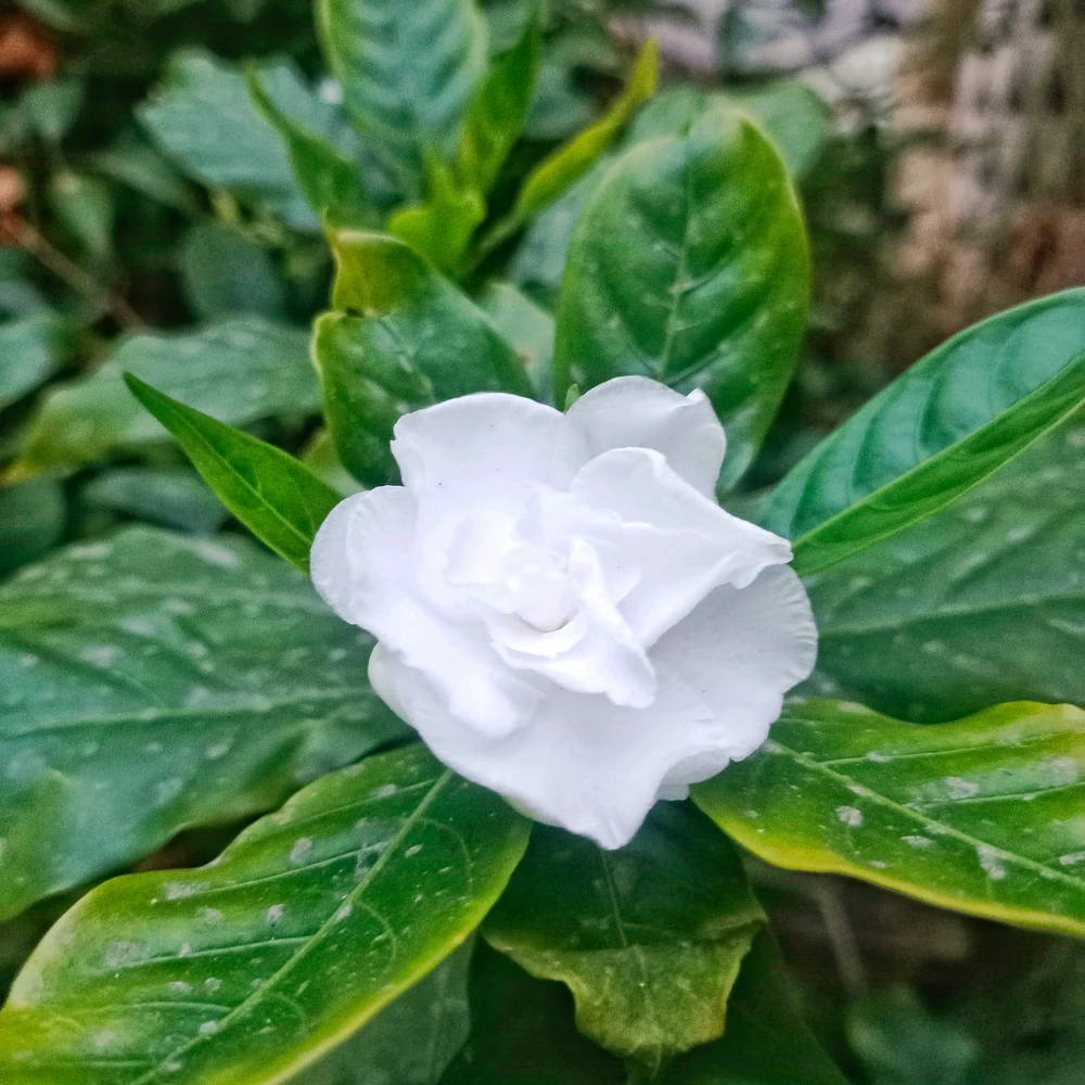 GIF yakaiswa naBharath