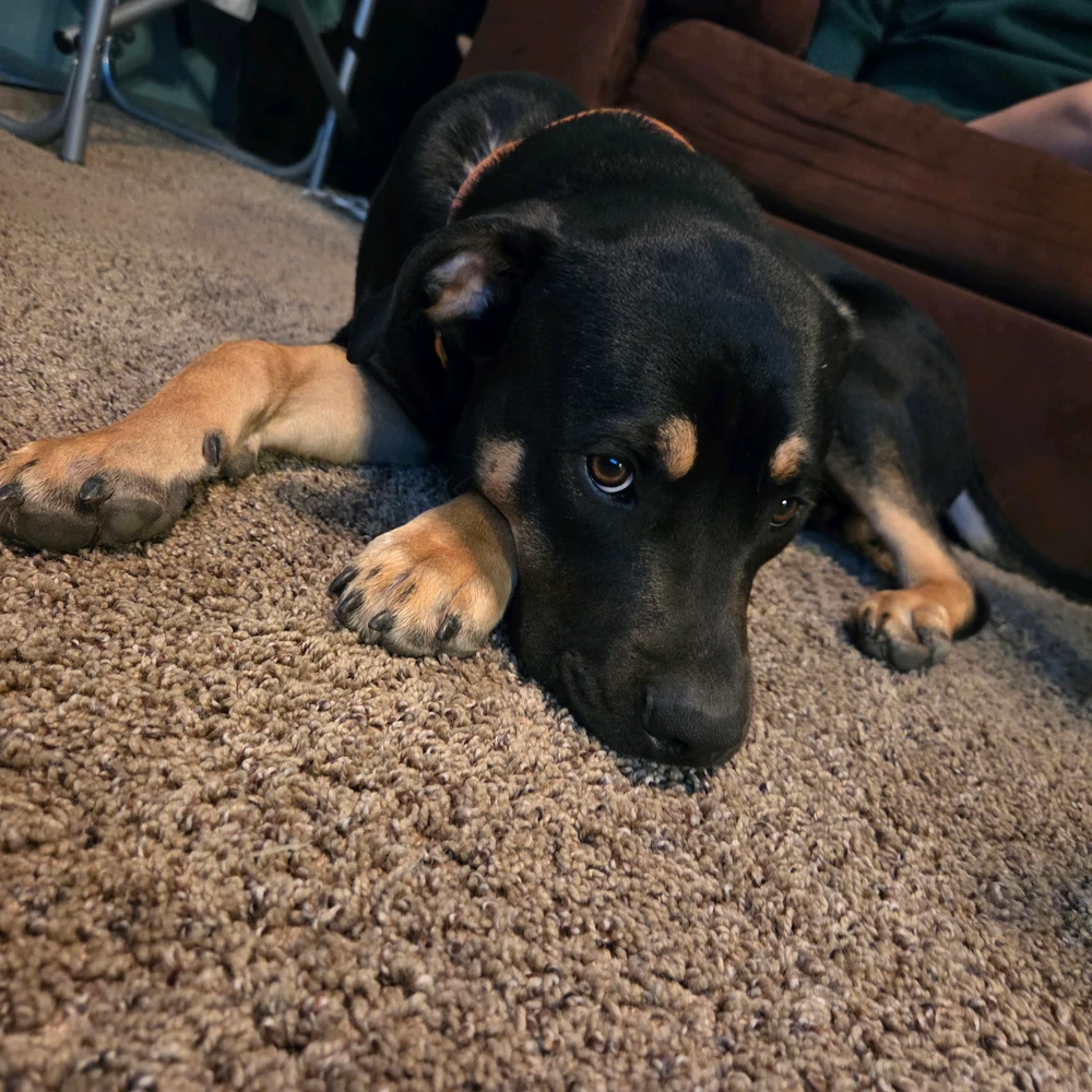 My dog Monty