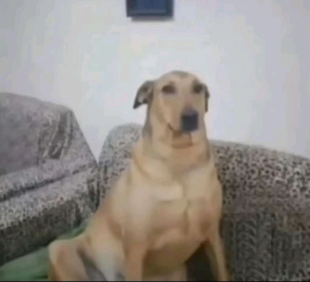 GIF gi-upload ni walliez
