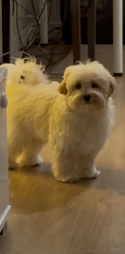 GIF eropgeluede vum JF