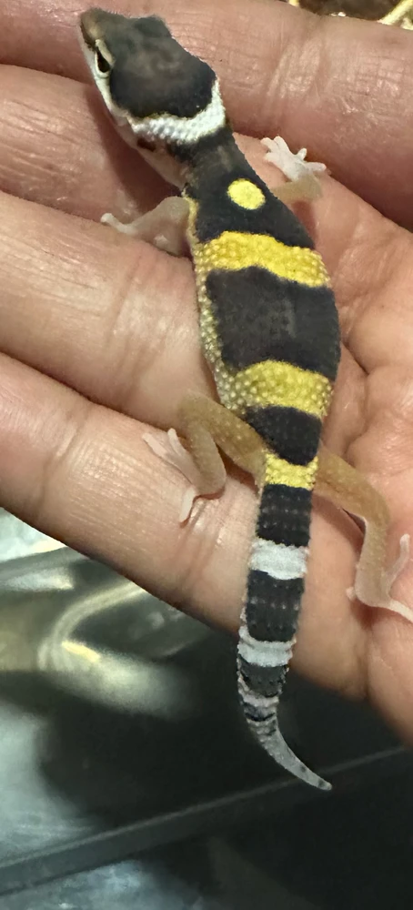 1week old