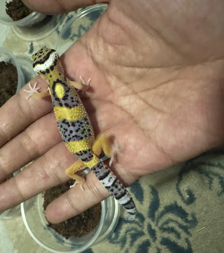 1month old