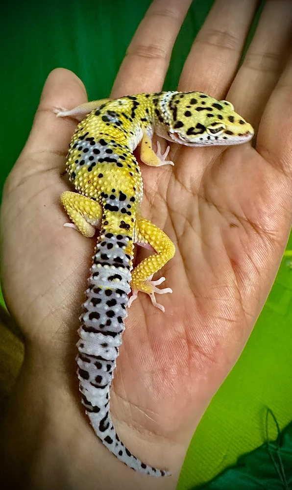 2month old
