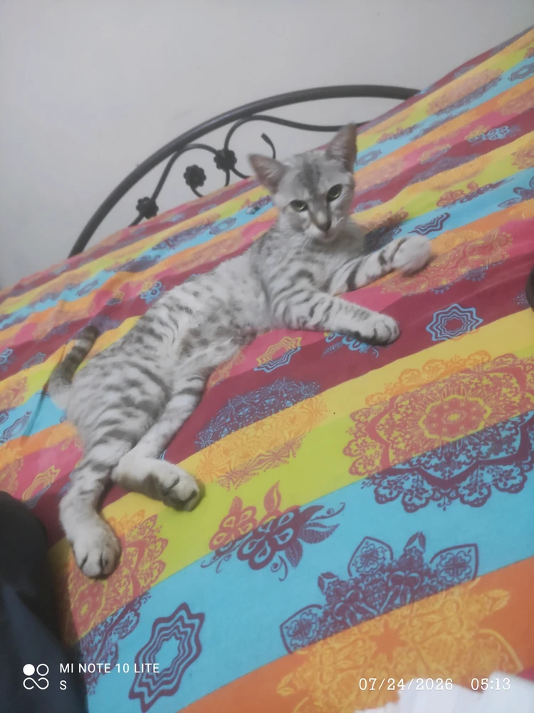 GIF uploaded by Arslan Ahmad
