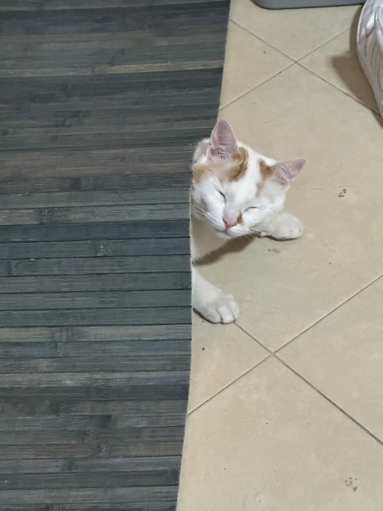 GIF uploaded by Castrese