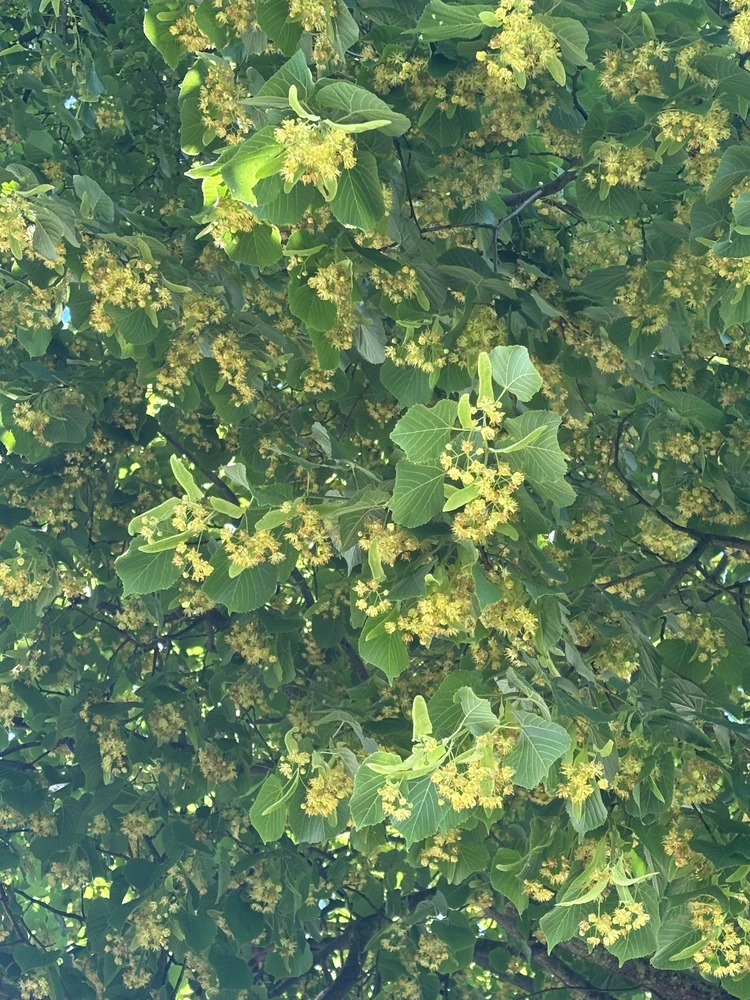 GIF geüpload door Olya