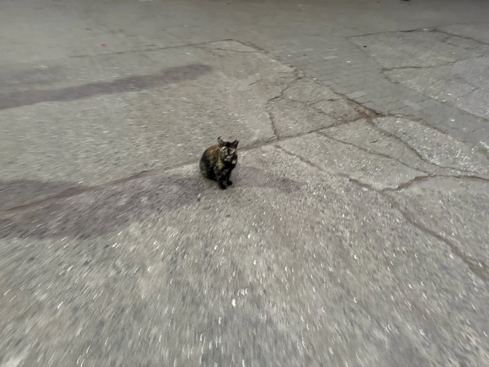 Setšoantšo se kentsoeng ke shay