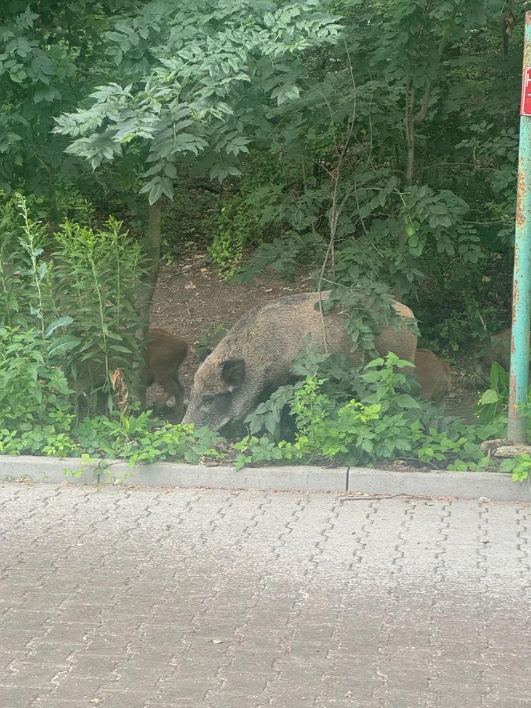 GIF tso los ntawm Łukasz