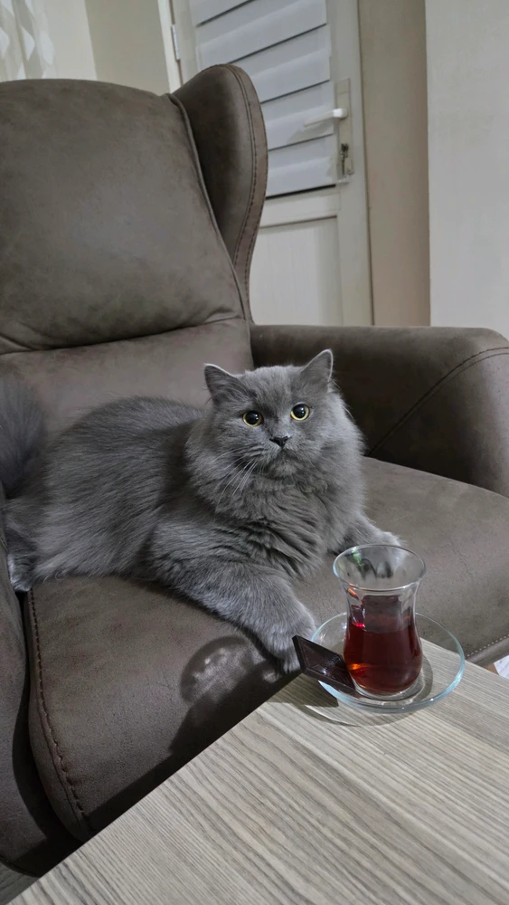 GIF อัปโหลดโดย İsko