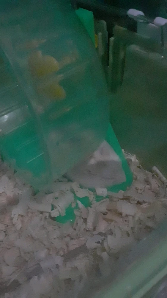 GIF na auina ae e Lunara
