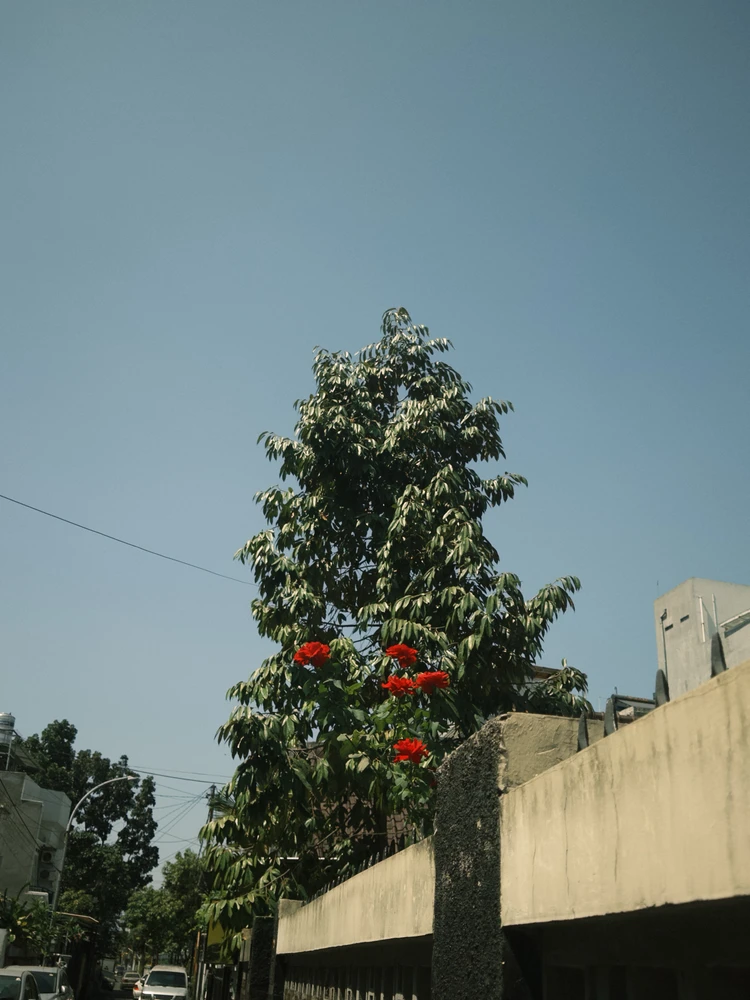 Novi پاران اپ لوڊ ڪيل تصوير