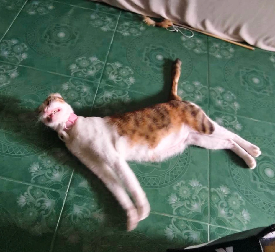 GIF uploaded by Pat♡