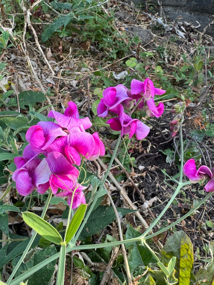 Immaġni mtellgħa minn Leesha