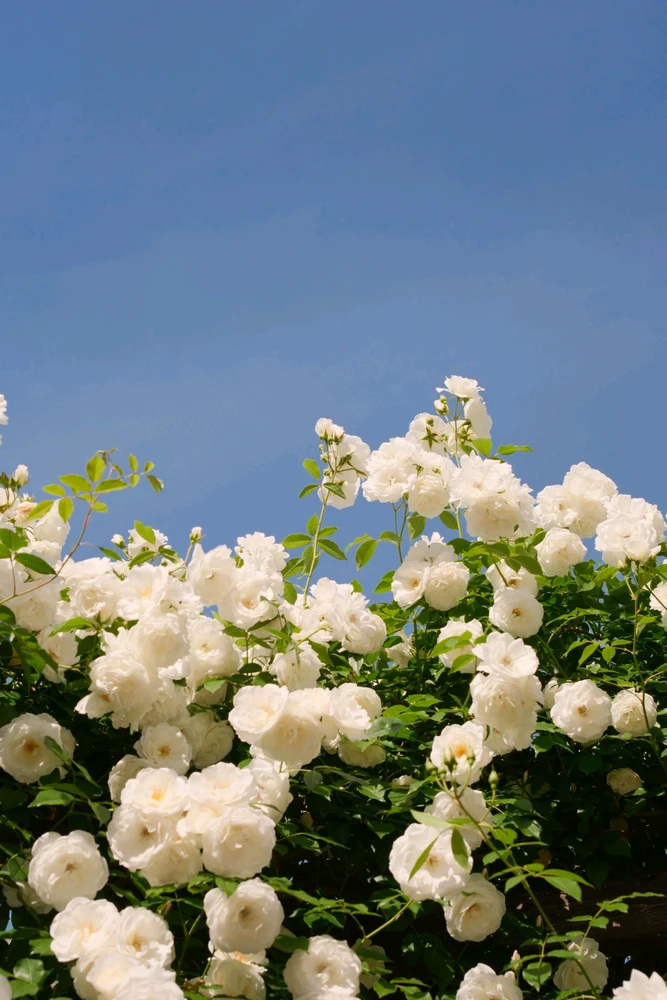 GIF uploaded by Tithi